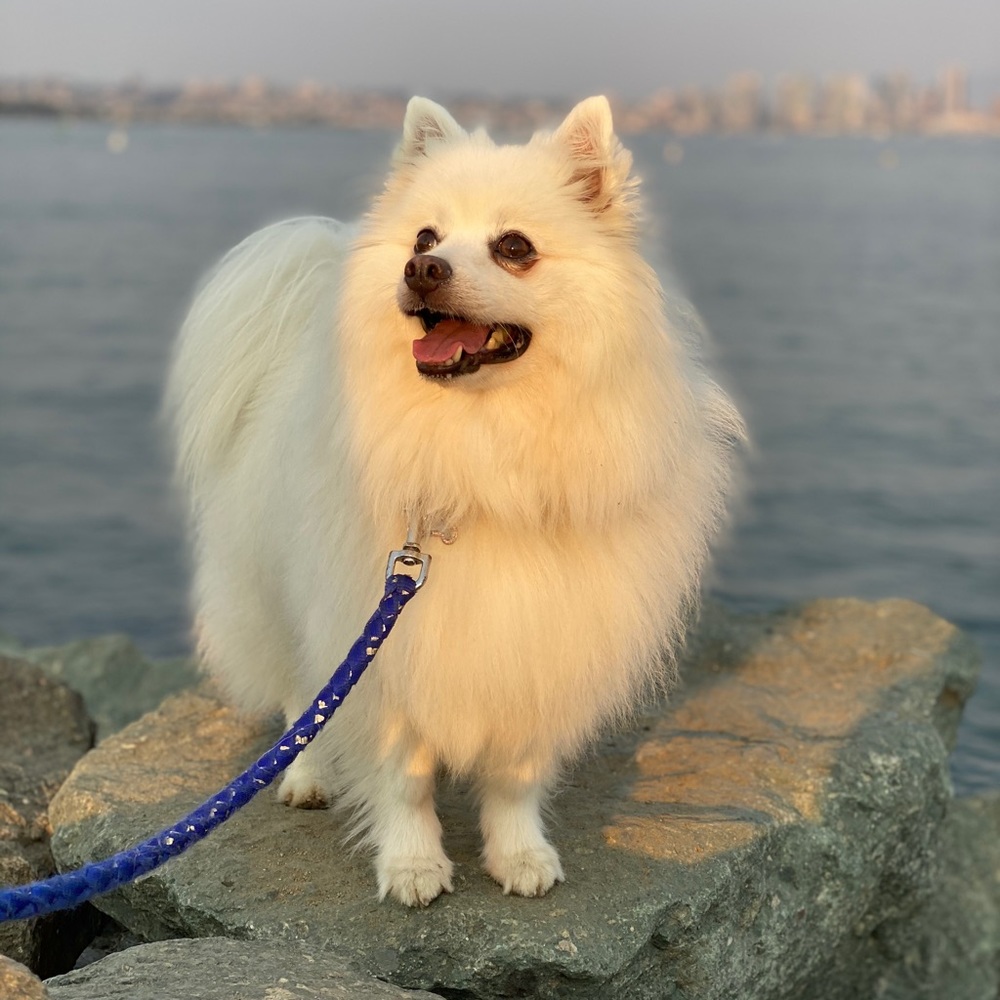 Meet your Posher, Victoria